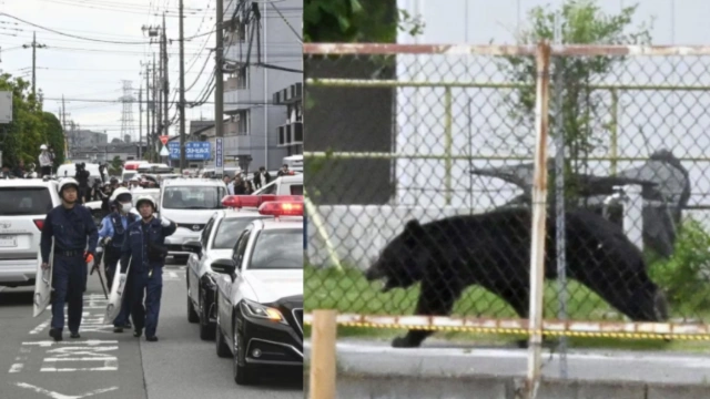 Japan-இன் Utsunomiya நகரில் பெரும் பீதி: பாடசாலைகள் மூடப்பட்ட நிலையில், கரடி உயிருடன் பிடிபட்டது